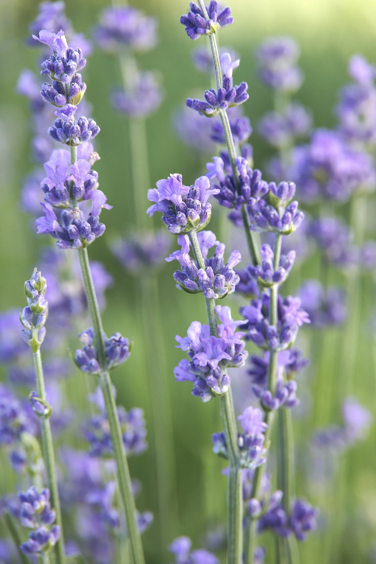 Munstead Lavender 6 Munstead Lavender