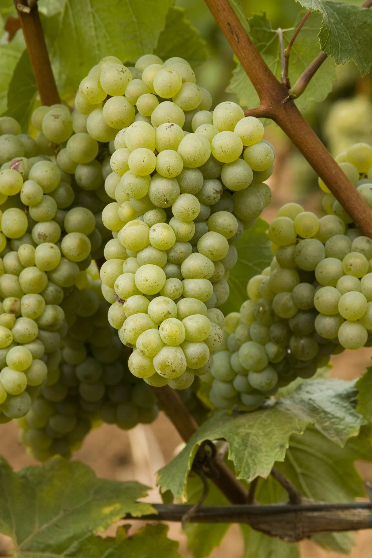 Chardonnay Grape 1 Chardonnay Grape