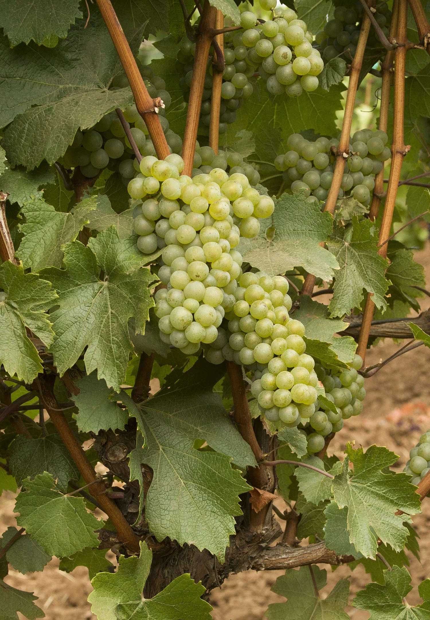 Chardonnay Grape 2 Chardonnay Grape