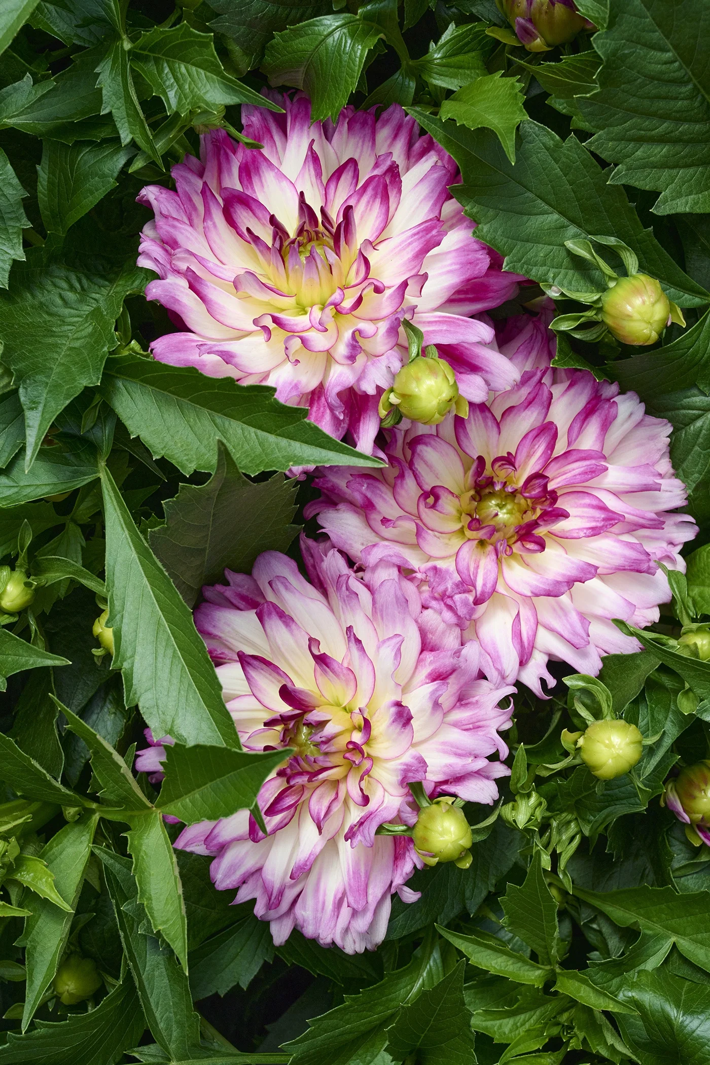 Labella® Maggiore Rose Bicolor Dahlia 1 Labella® Maggiore Rose Bicolor Dahlia