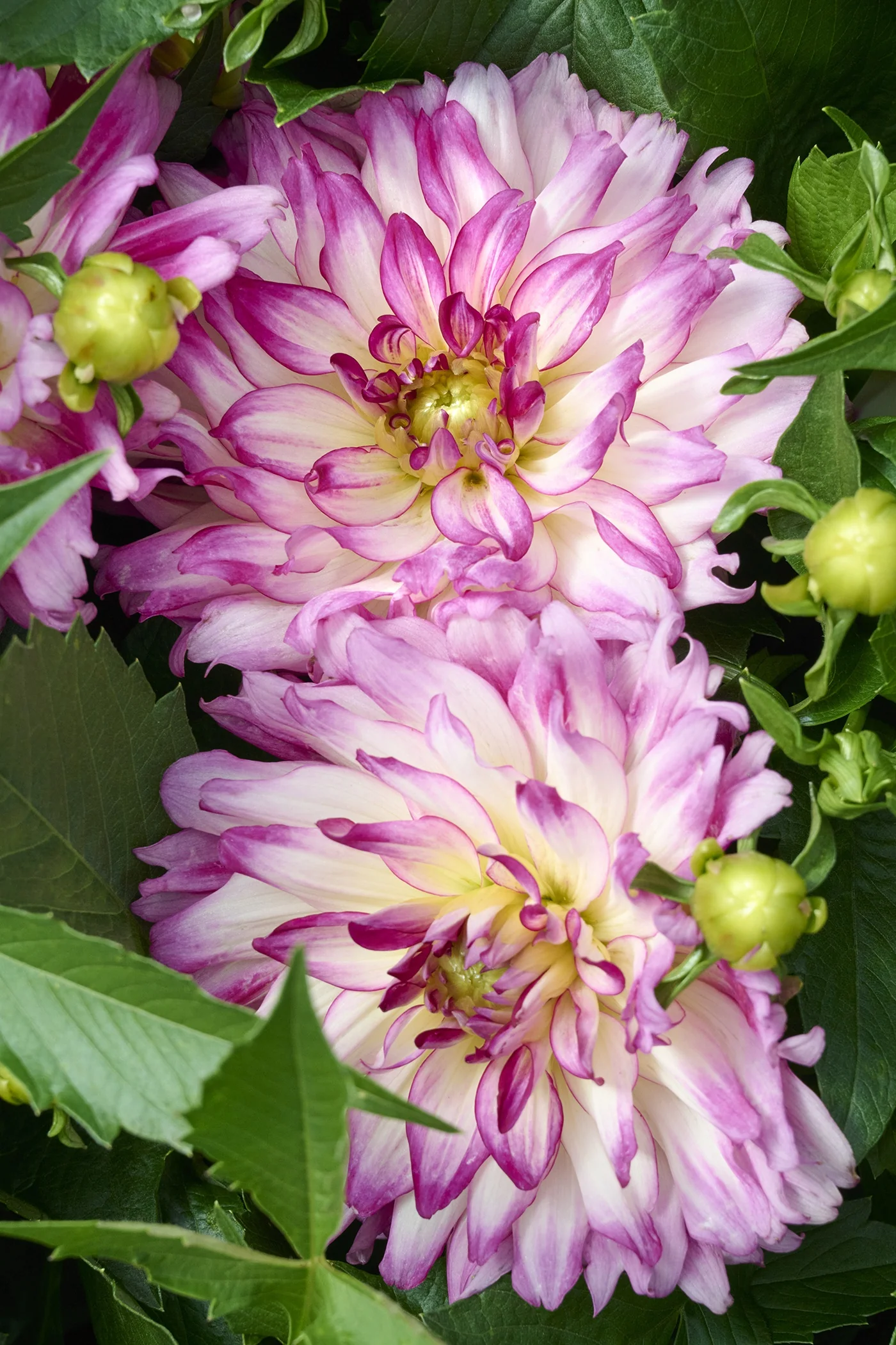 Labella® Maggiore Rose Bicolor Dahlia 2 Labella® Maggiore Rose Bicolor Dahlia