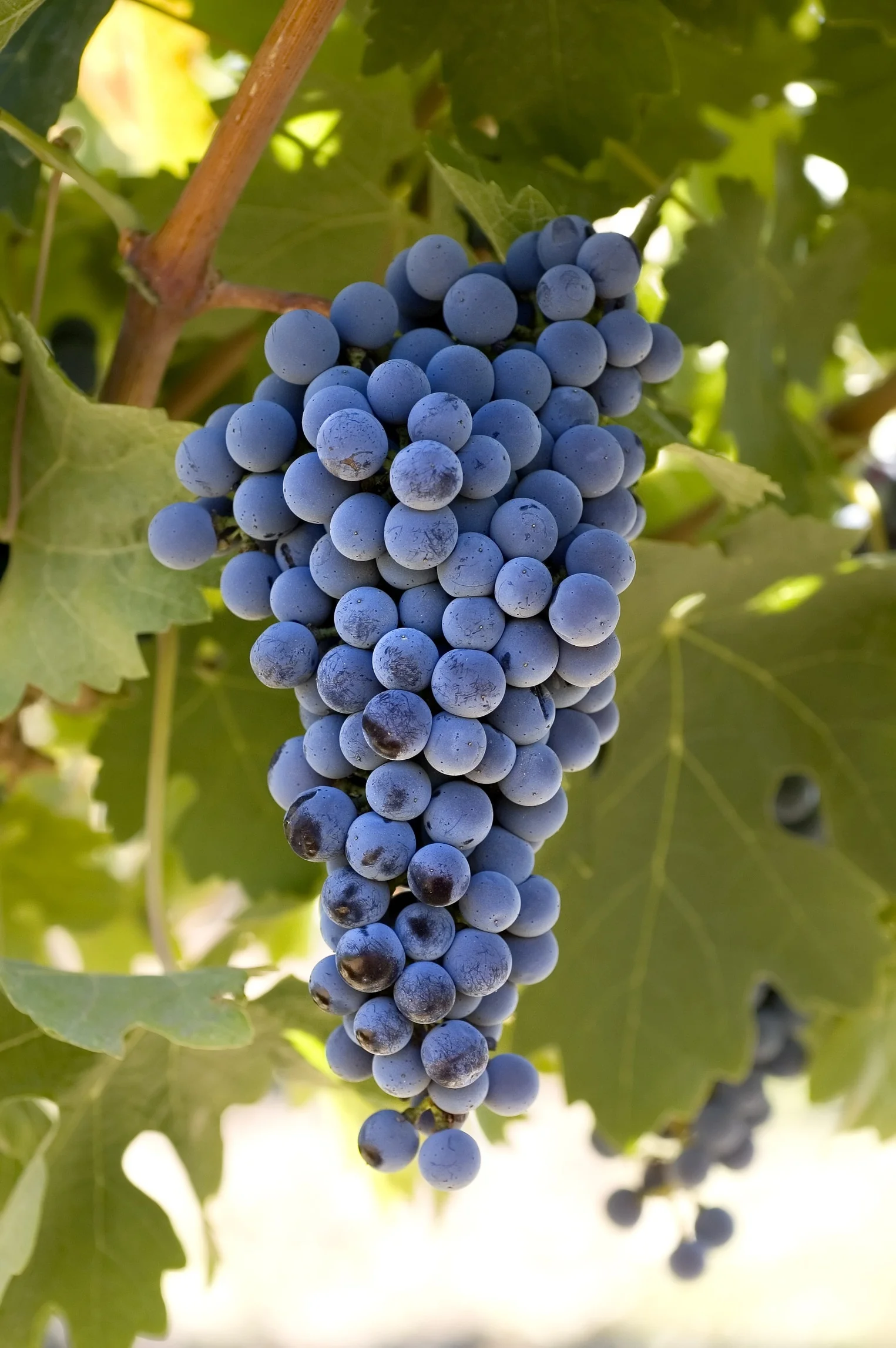 Cabernet Sauvignon Grape 3 Cabernet Sauvignon Grape