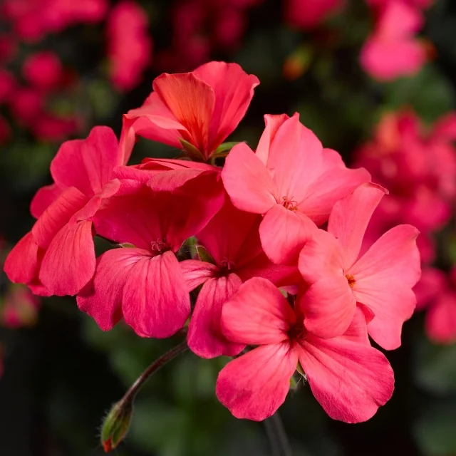 Caliente® Geranium 1 Caliente® Geranium