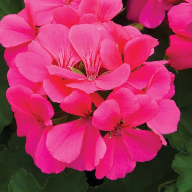 Caliente® Geranium 10 Caliente® Geranium