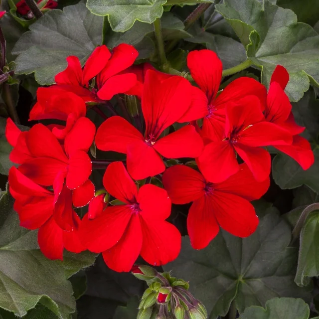 Caliente® Geranium 2 Caliente® Geranium