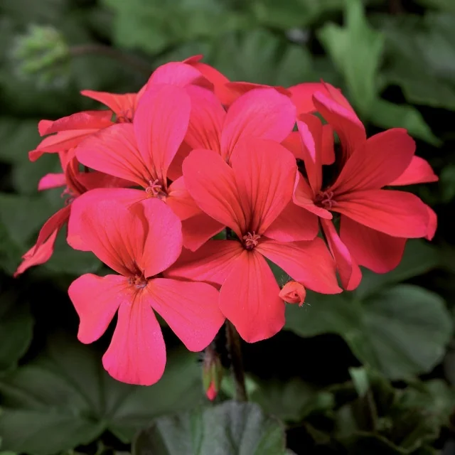 Caliente® Geranium 3 Caliente® Geranium