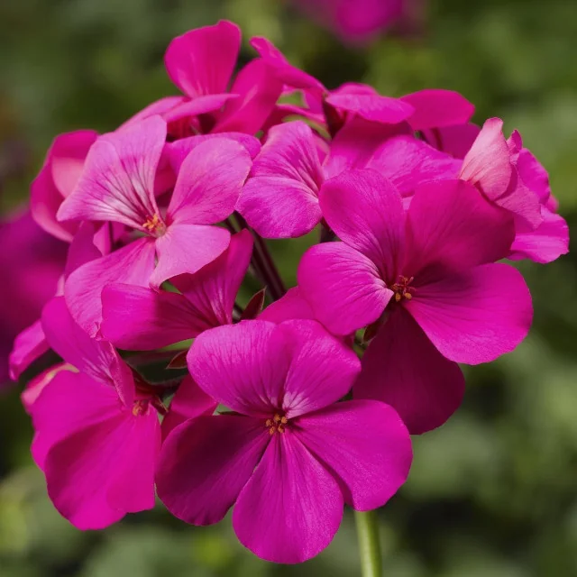 Caliente® Geranium 4 Caliente® Geranium