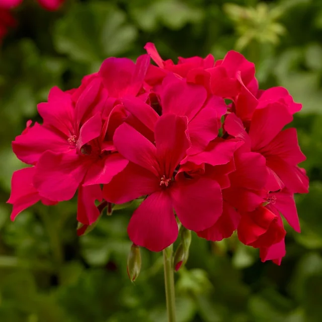 Caliente® Geranium 5 Caliente® Geranium