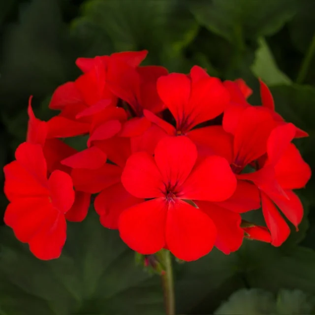 Caliente® Geranium 6 Caliente® Geranium