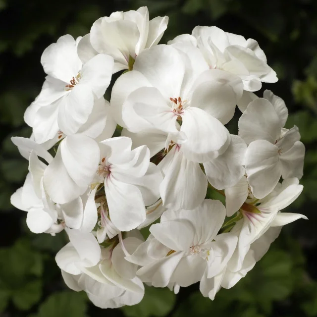 Caliente® Geranium 7 Caliente® Geranium