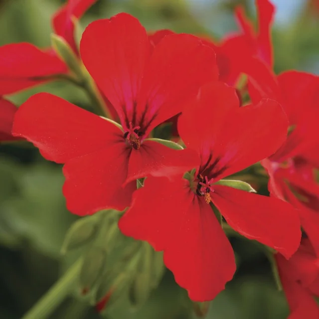 Caliente® Geranium 8 Caliente® Geranium