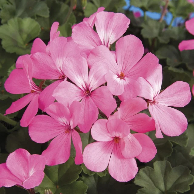 Caliente® Geranium 9 Caliente® Geranium