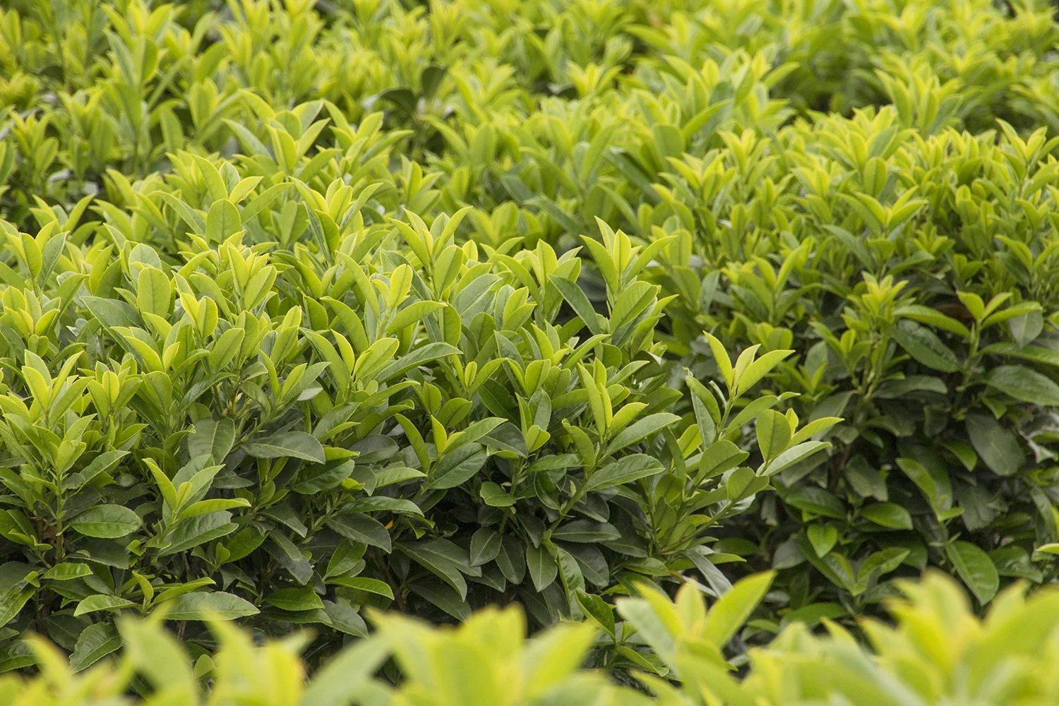 Dwarf English Laurel 1 Dwarf English Laurel
