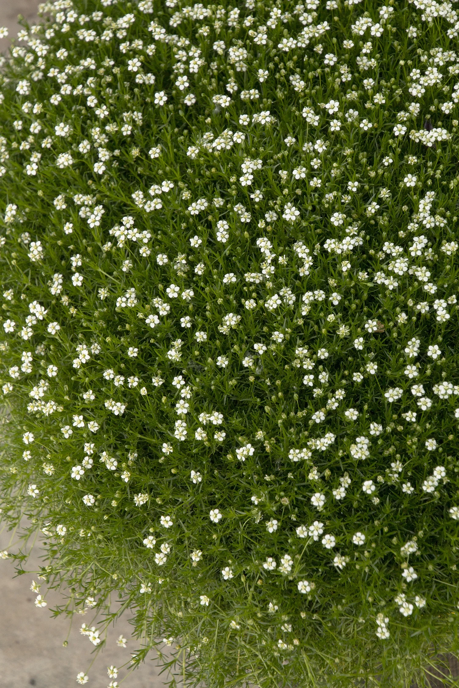 Irish Moss 2 Irish Moss
