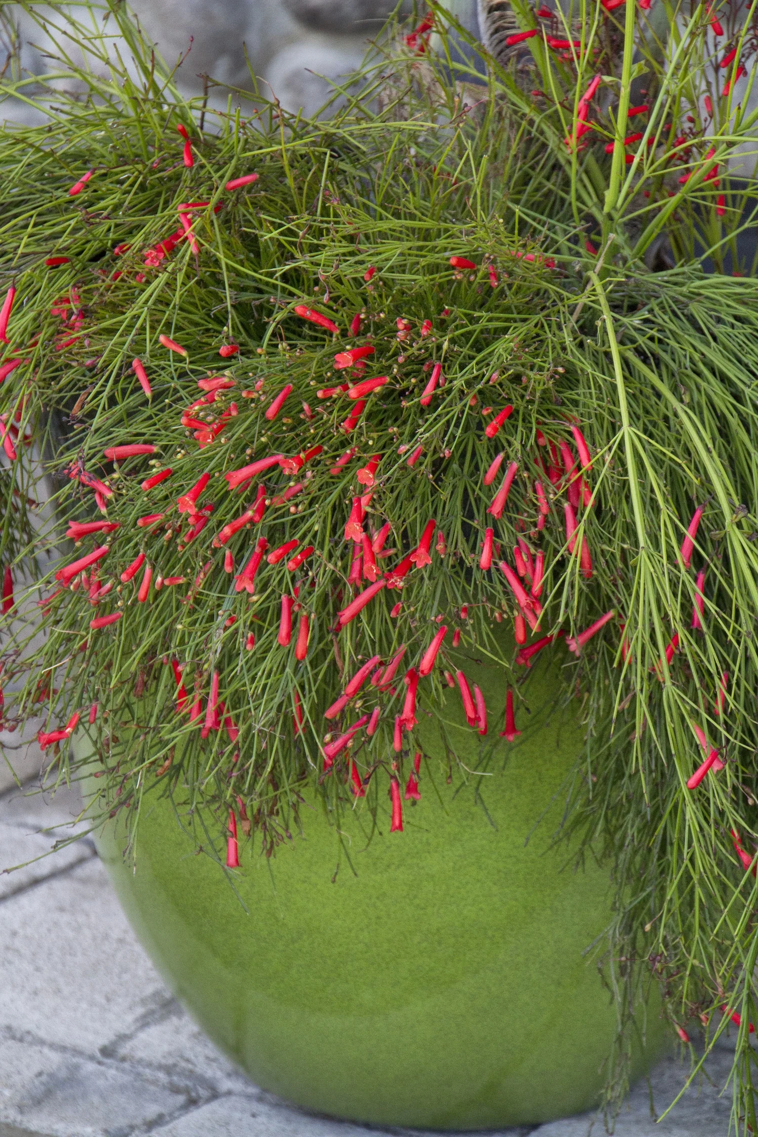 St. Elmo's Fire Firecracker Plant 20 St. Elmo's Fire Firecracker Plant