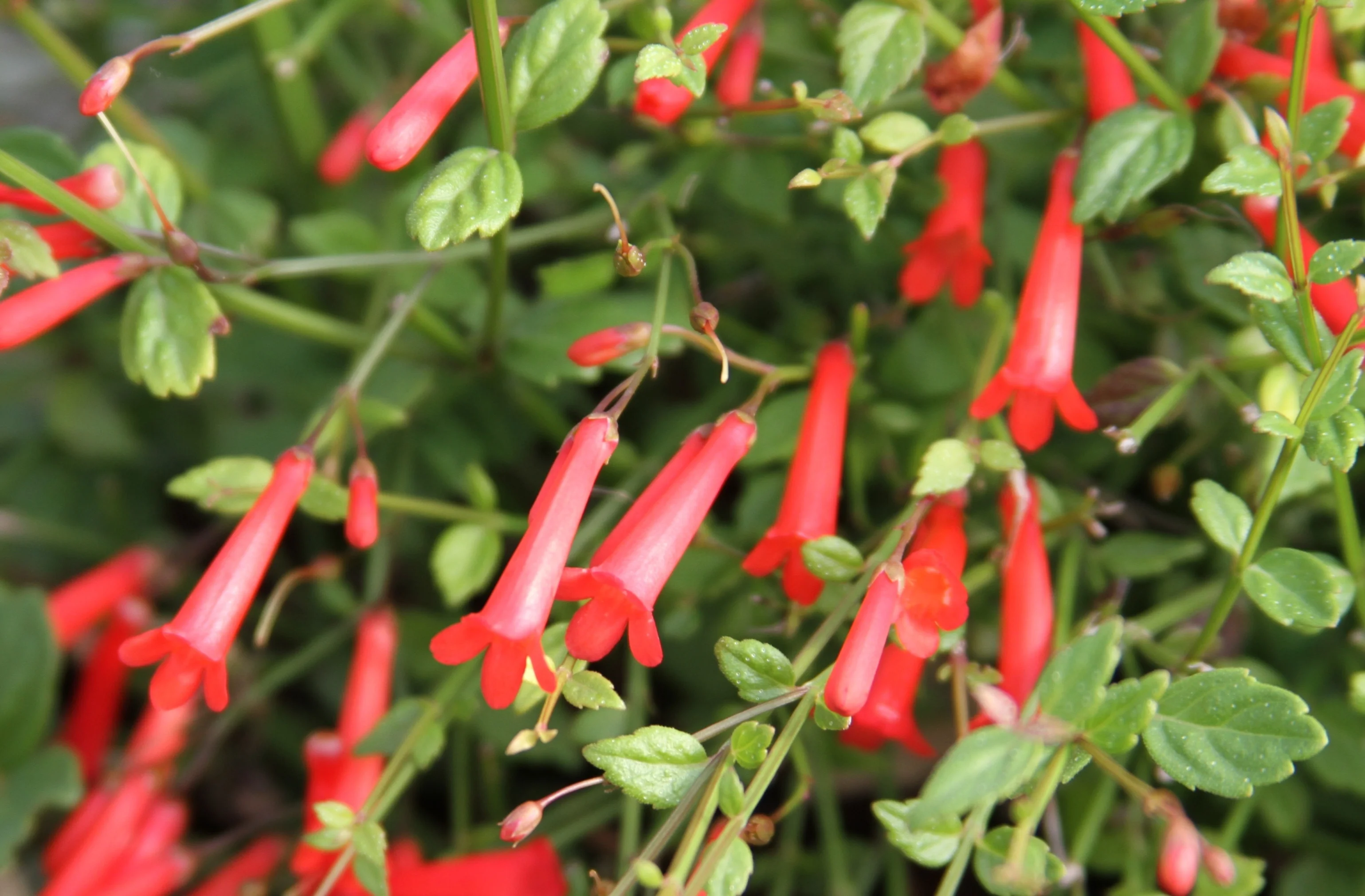 St. Elmo's Fire Firecracker Plant 2 St. Elmo's Fire Firecracker Plant