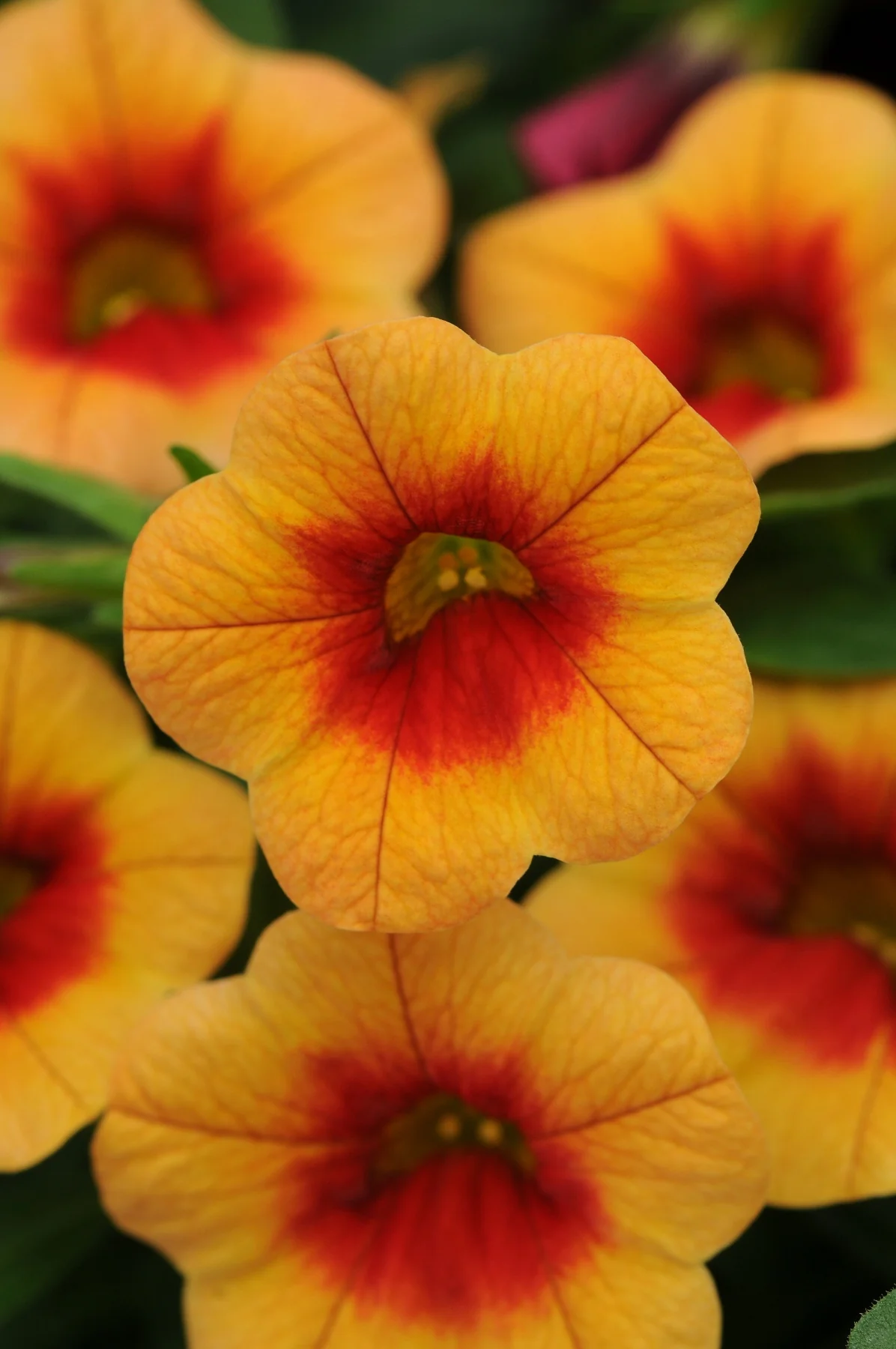 Minifamous™ iGeneration Calibrachoa 9 Minifamous™ iGeneration Calibrachoa