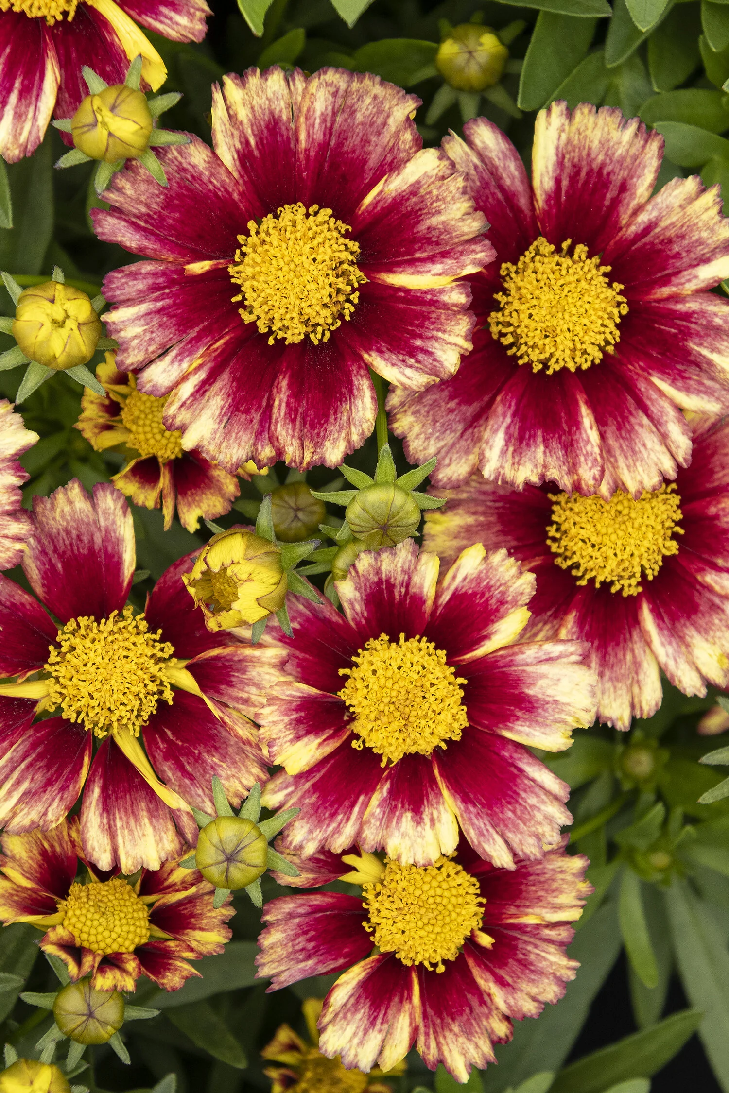 Solanna™ Sunset Burst Coreopsis 2 Solanna™ Sunset Burst Coreopsis
