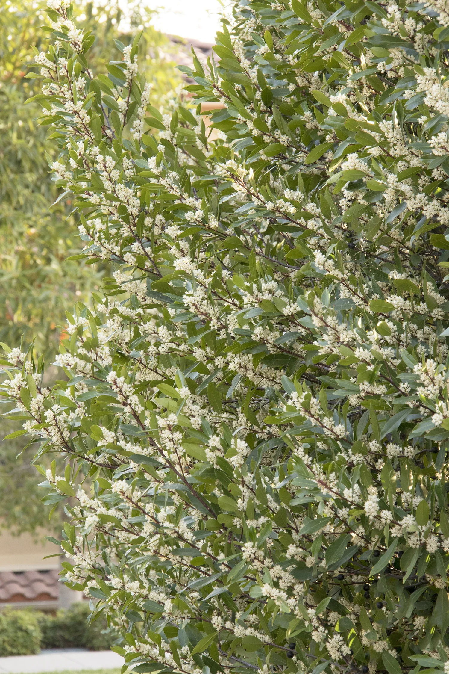 Bright 'N Tight® Carolina Laurel 4 Bright 'N Tight® Carolina Laurel