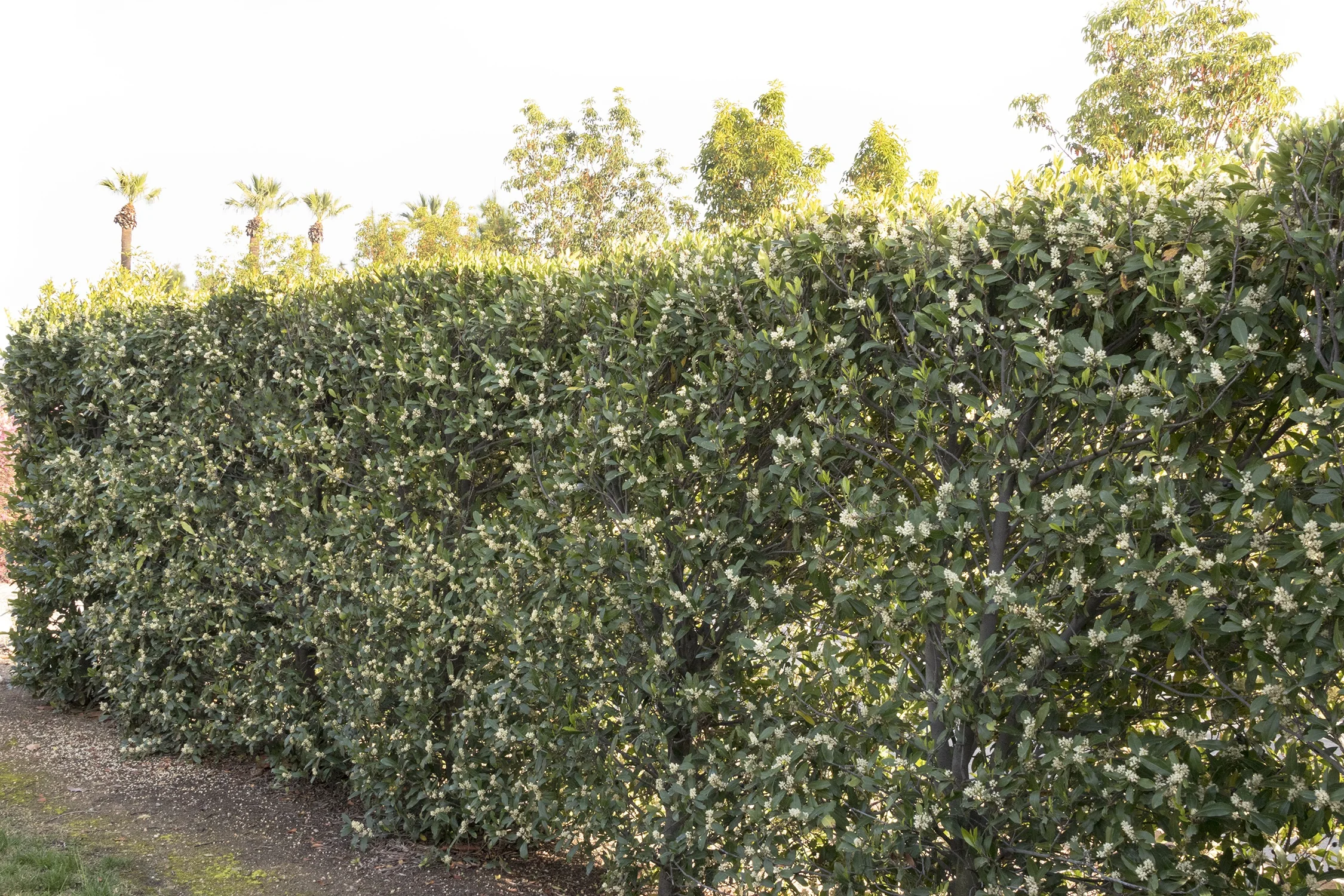 Bright 'N Tight® Carolina Laurel 5 Bright 'N Tight® Carolina Laurel