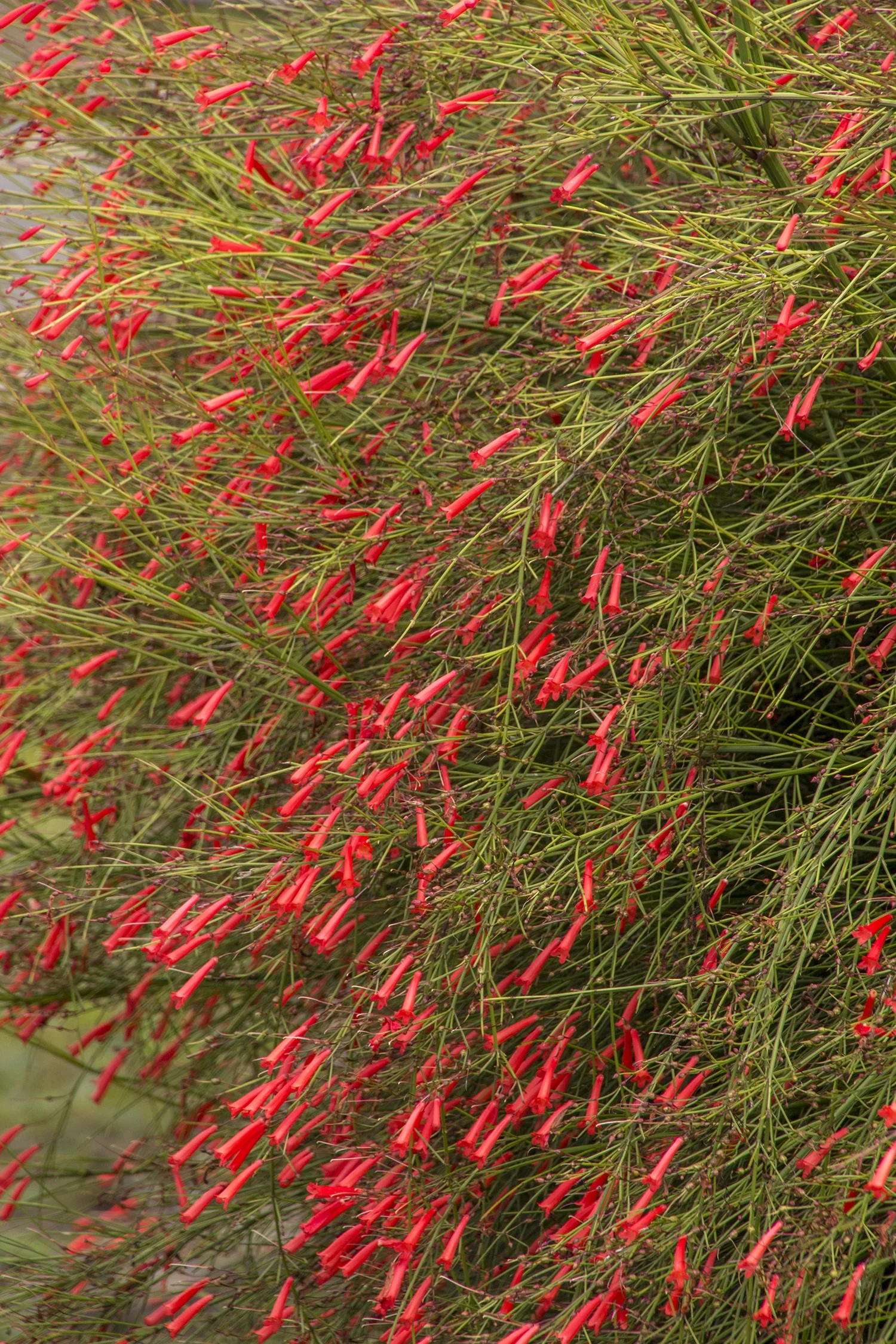 Firecracker Plant 1 Firecracker Plant