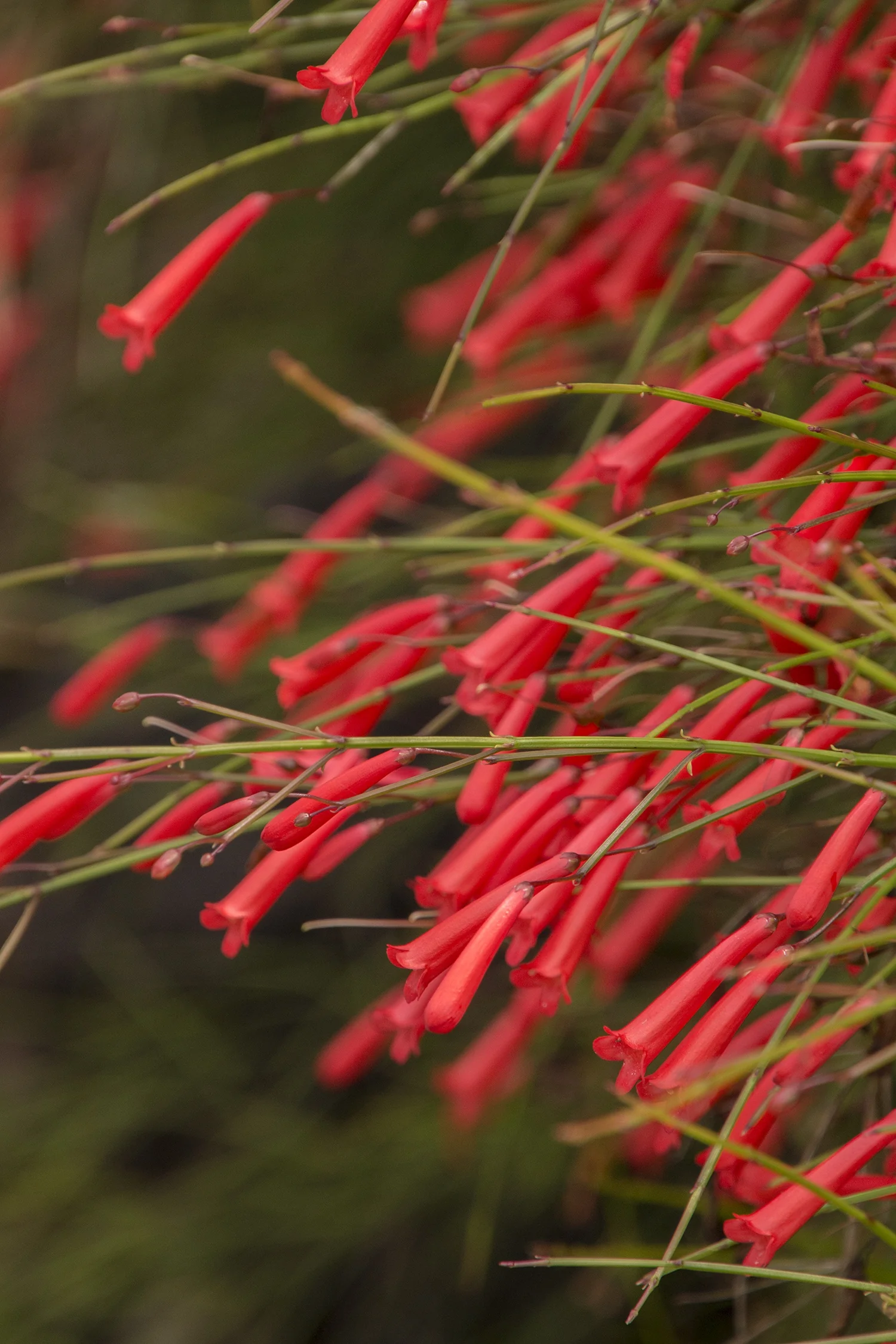 Firecracker Plant 2 Firecracker Plant