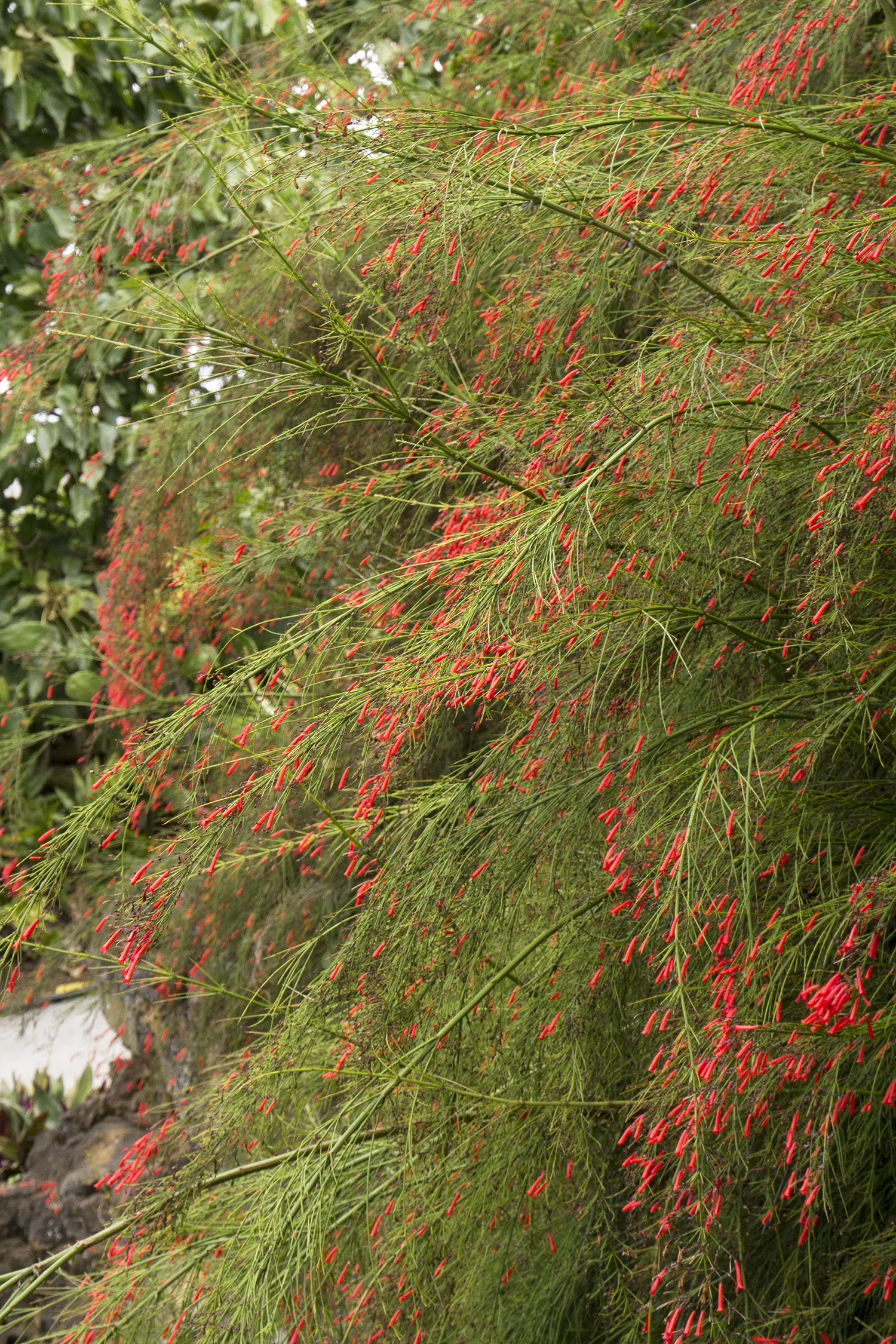 Firecracker Plant 3 Firecracker Plant