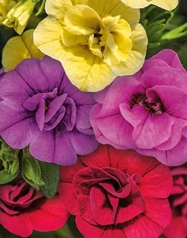 Minifamous™ Double Calibrachoa 8 Minifamous™ Double Calibrachoa