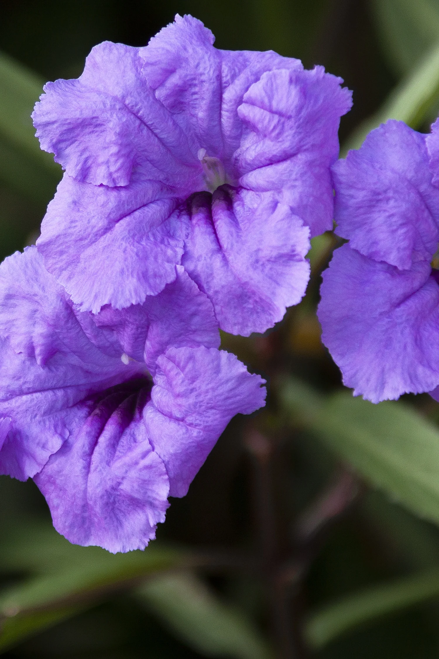 Mexican Hardy Petunia