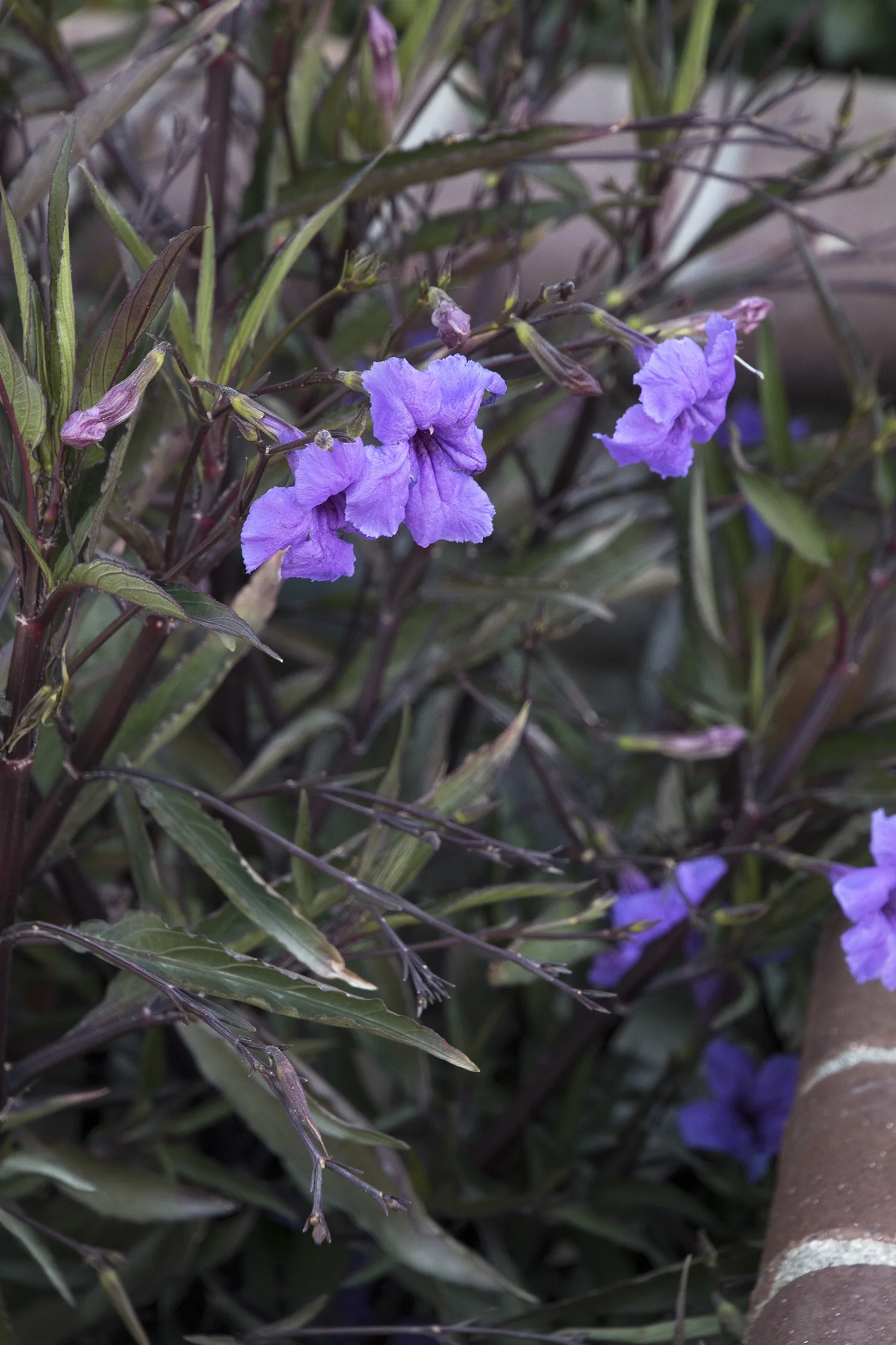 Mexican Hardy Petunia 2 Mexican Hardy Petunia