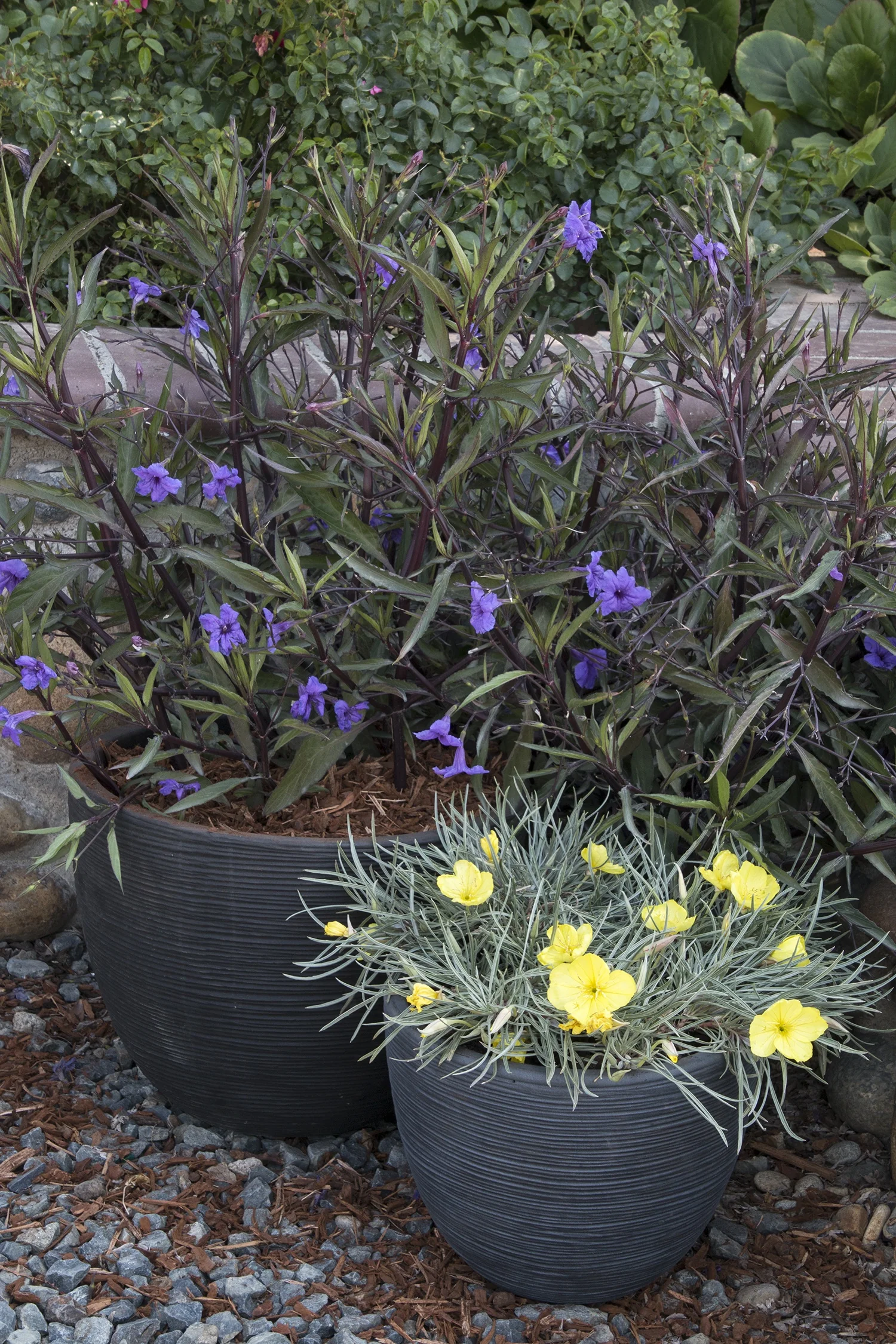 Mexican Hardy Petunia 3 Mexican Hardy Petunia