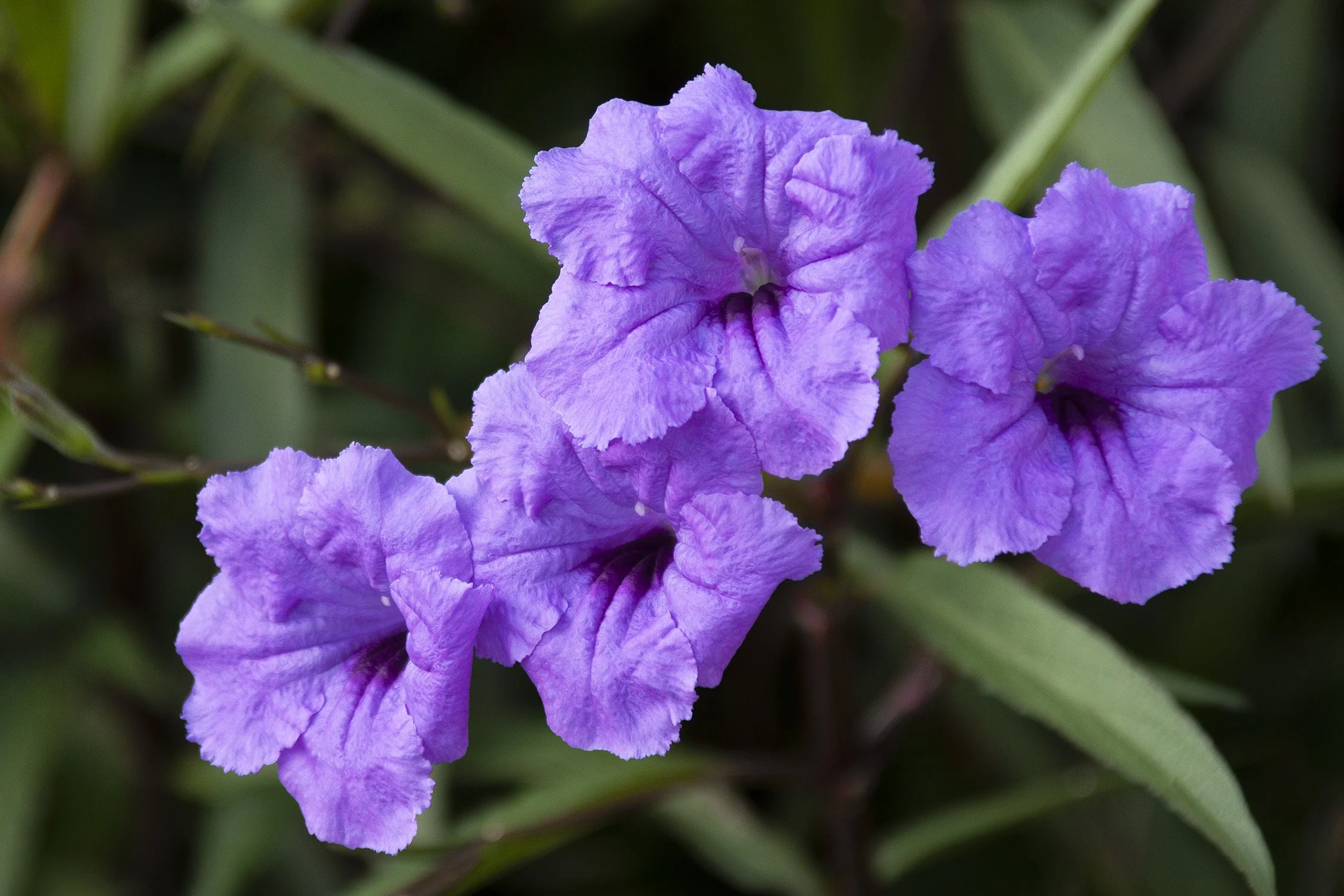 Mexican Hardy Petunia 4 Mexican Hardy Petunia