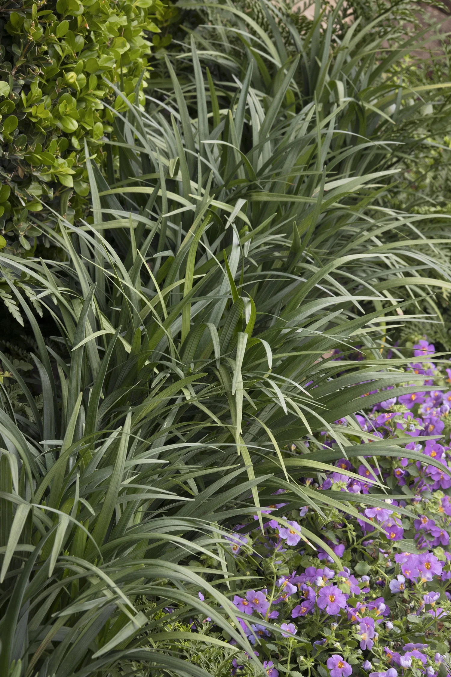 Emerald Goddess® Lilyturf