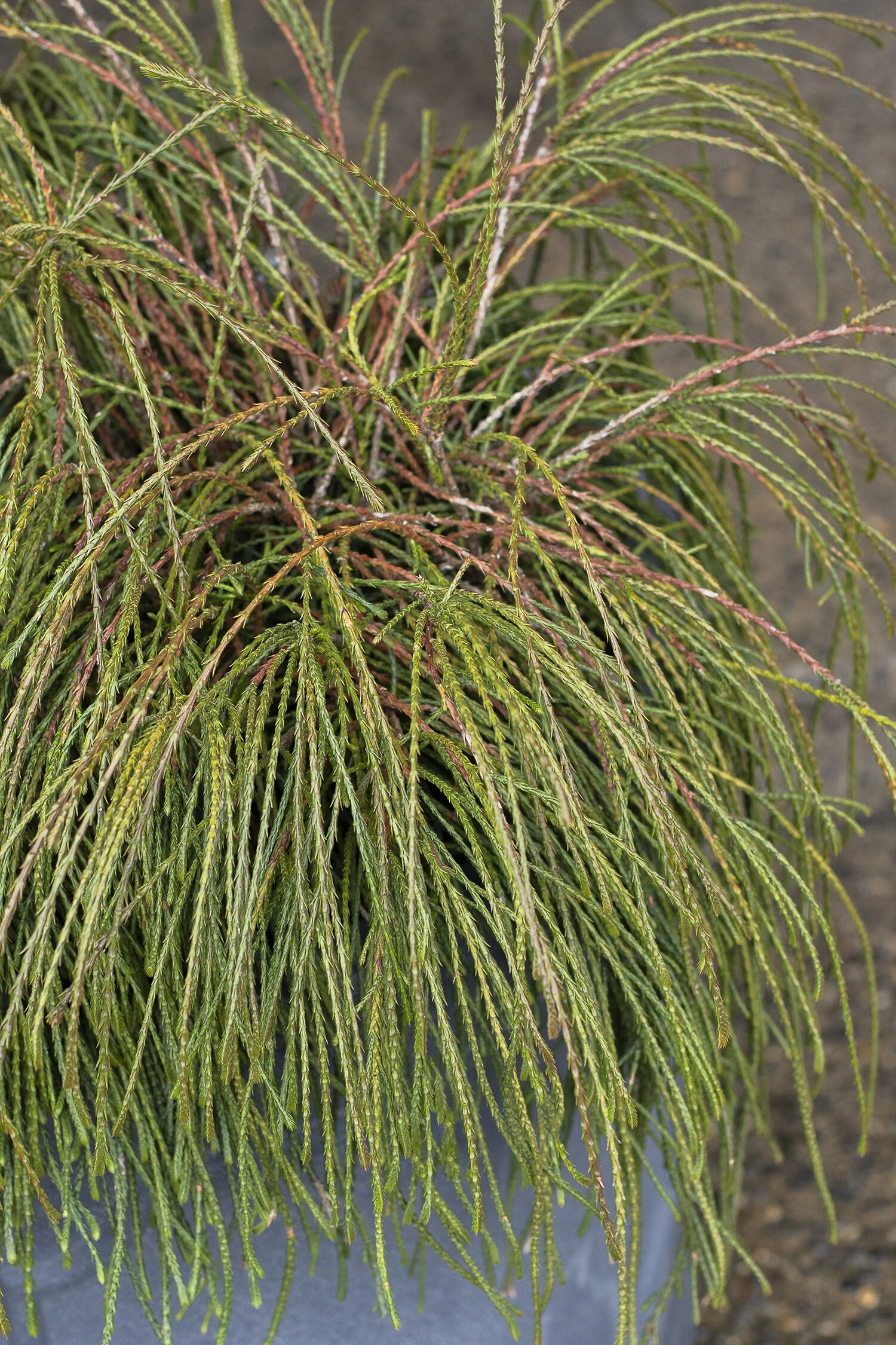Whipcord Western Red Cedar 1 Whipcord Western Red Cedar