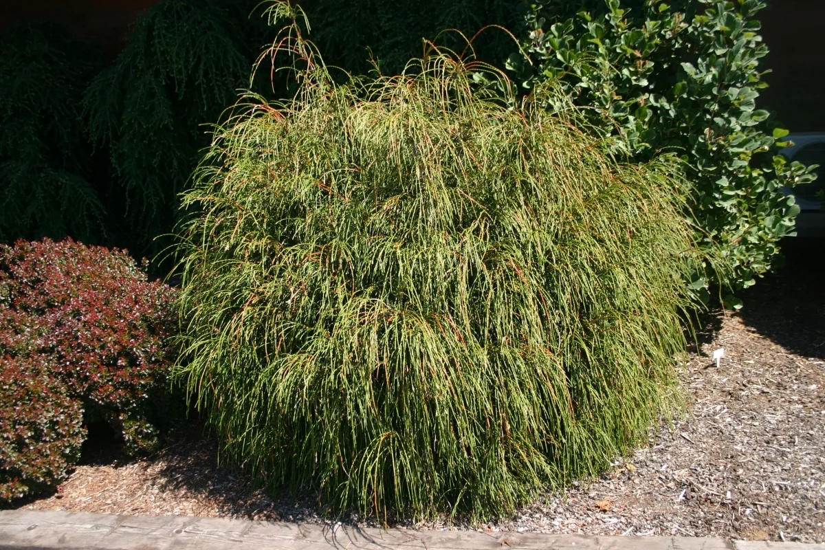 Whipcord Western Red Cedar 2 Whipcord Western Red Cedar