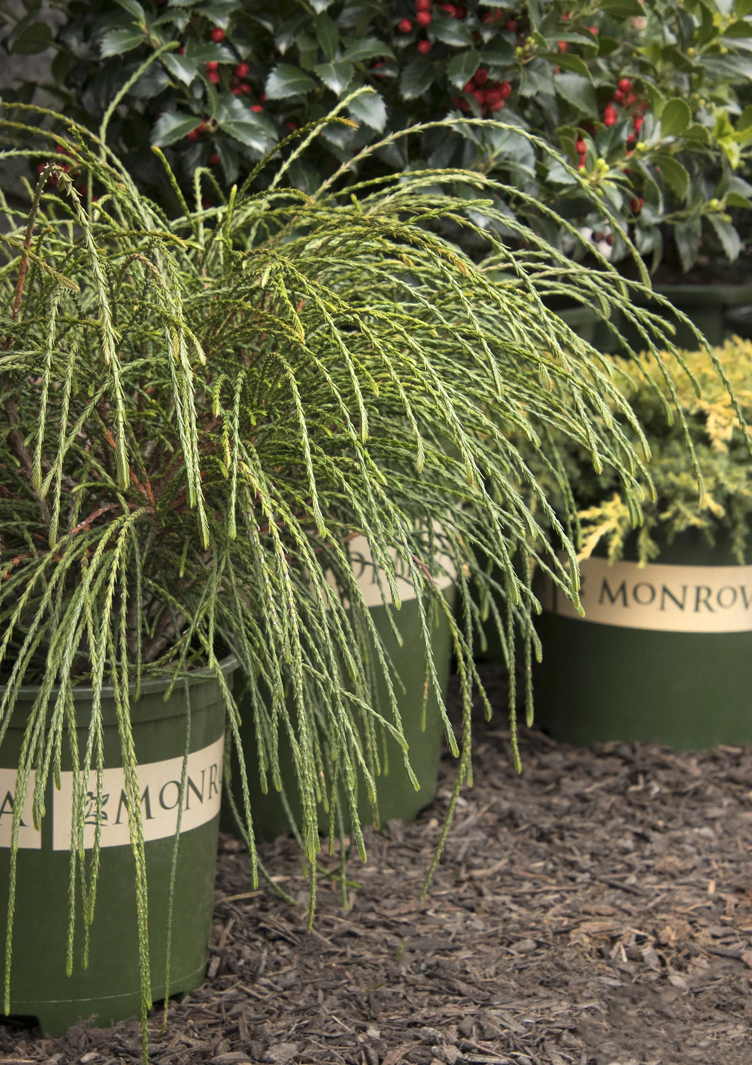 Whipcord Western Red Cedar 4 Whipcord Western Red Cedar