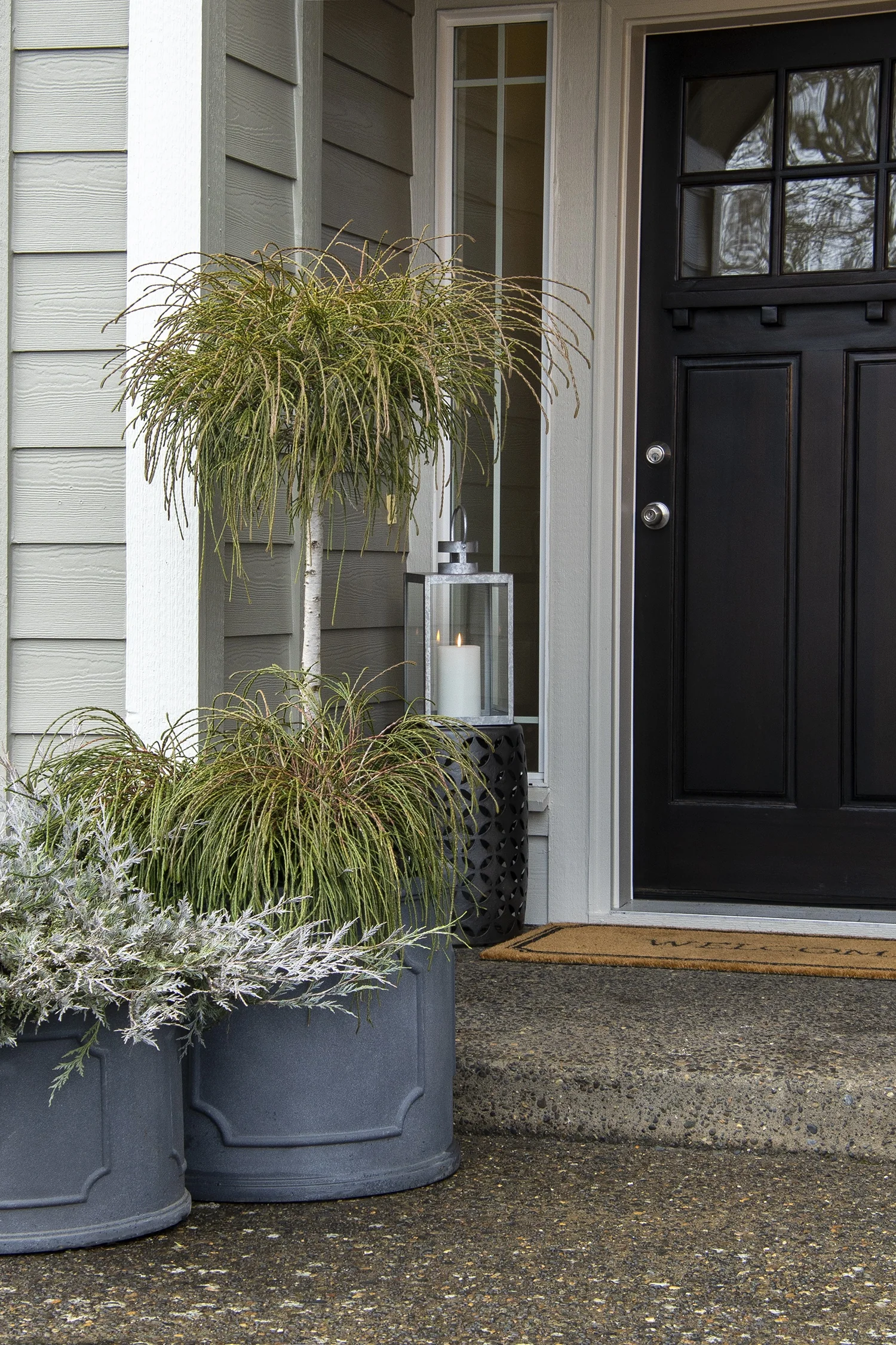 Whipcord Western Red Cedar 5 Whipcord Western Red Cedar