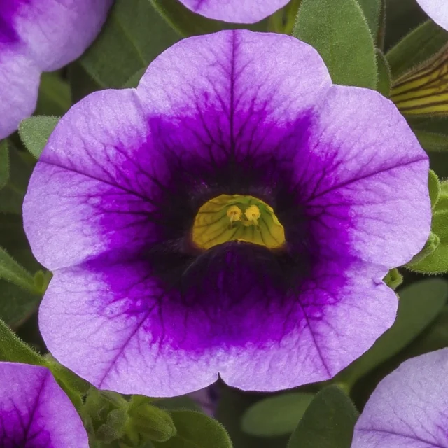 Callie™ Calibrachoa 3 Callie™ Calibrachoa