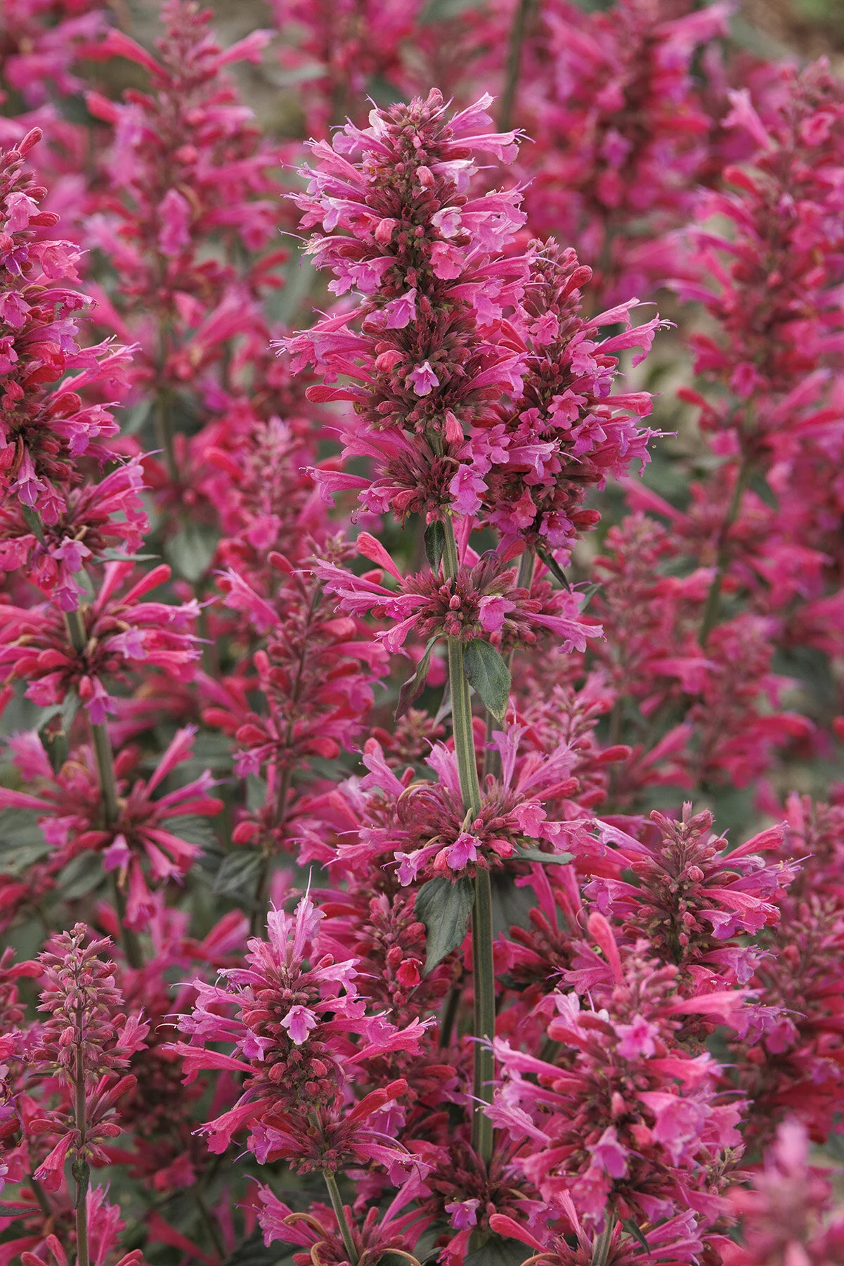 Morello Agastache 8 Morello Agastache
