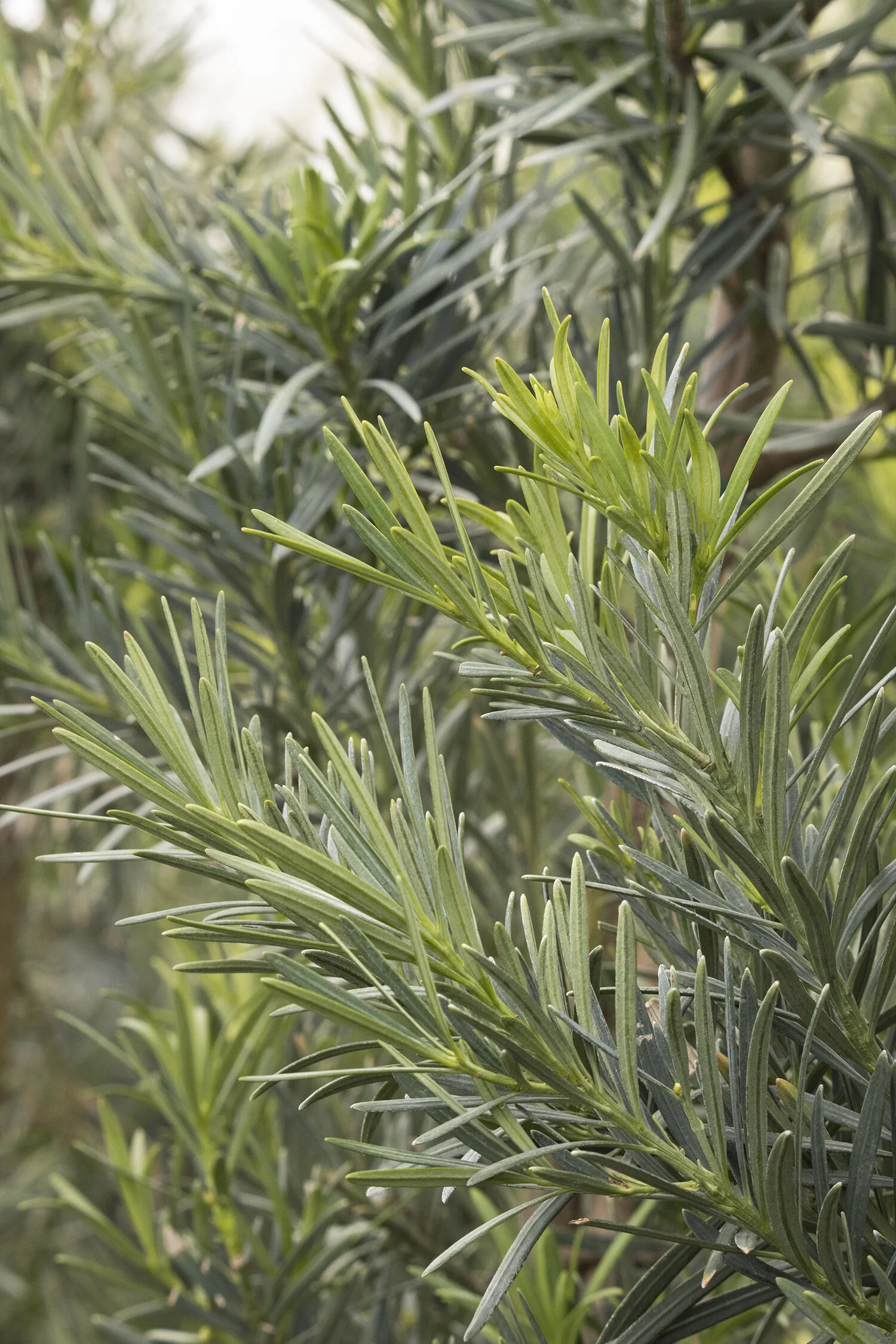Shrubby Yew Podocarpus