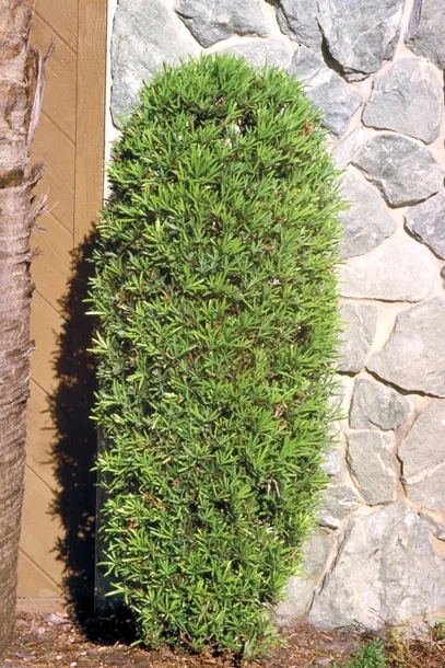Shrubby Yew Podocarpus