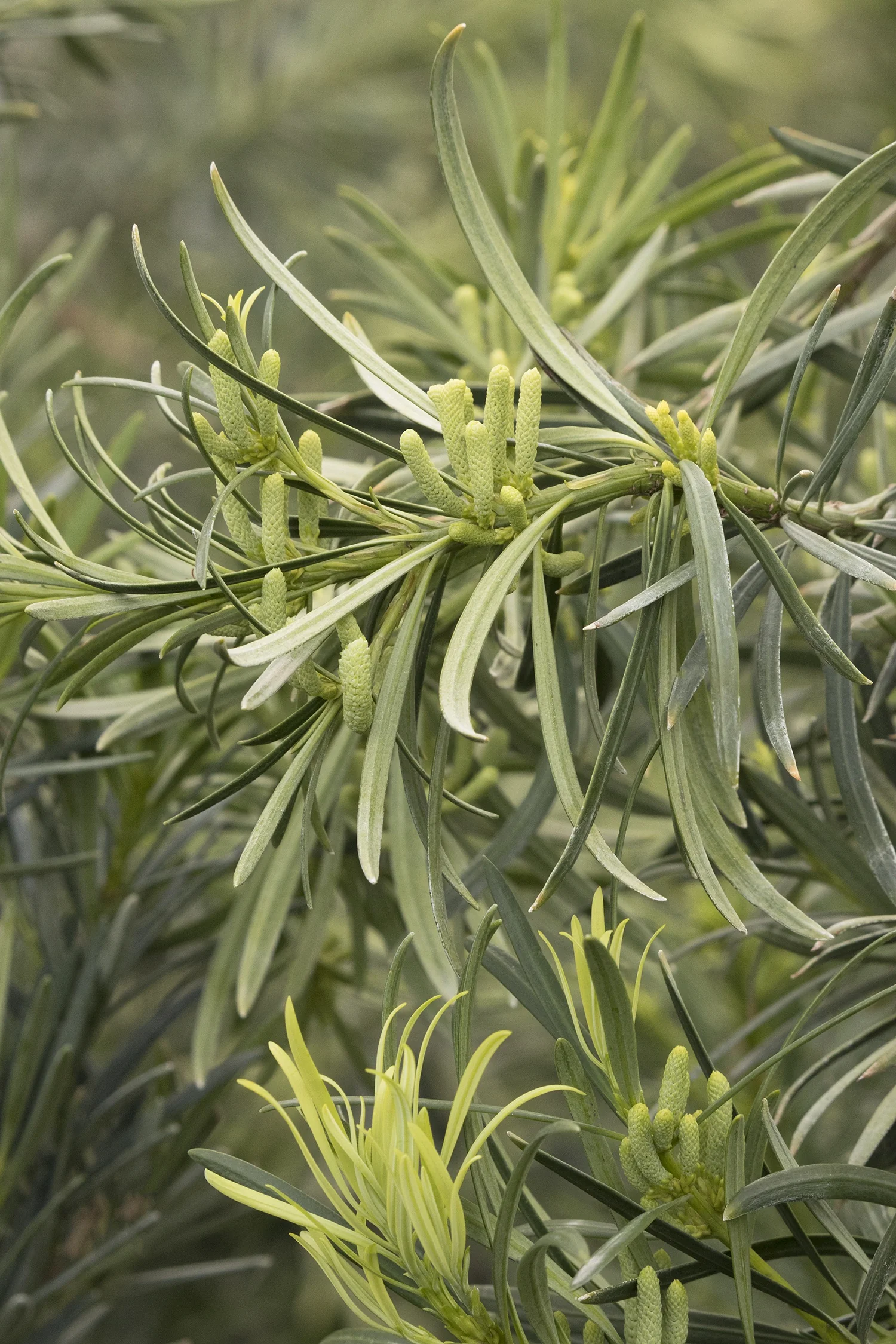 Shrubby Yew Podocarpus 4 Shrubby Yew Podocarpus
