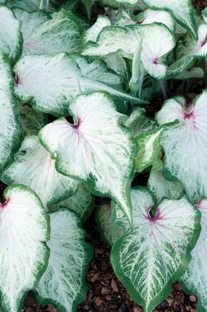 White Star Caladium 1 White Star Caladium