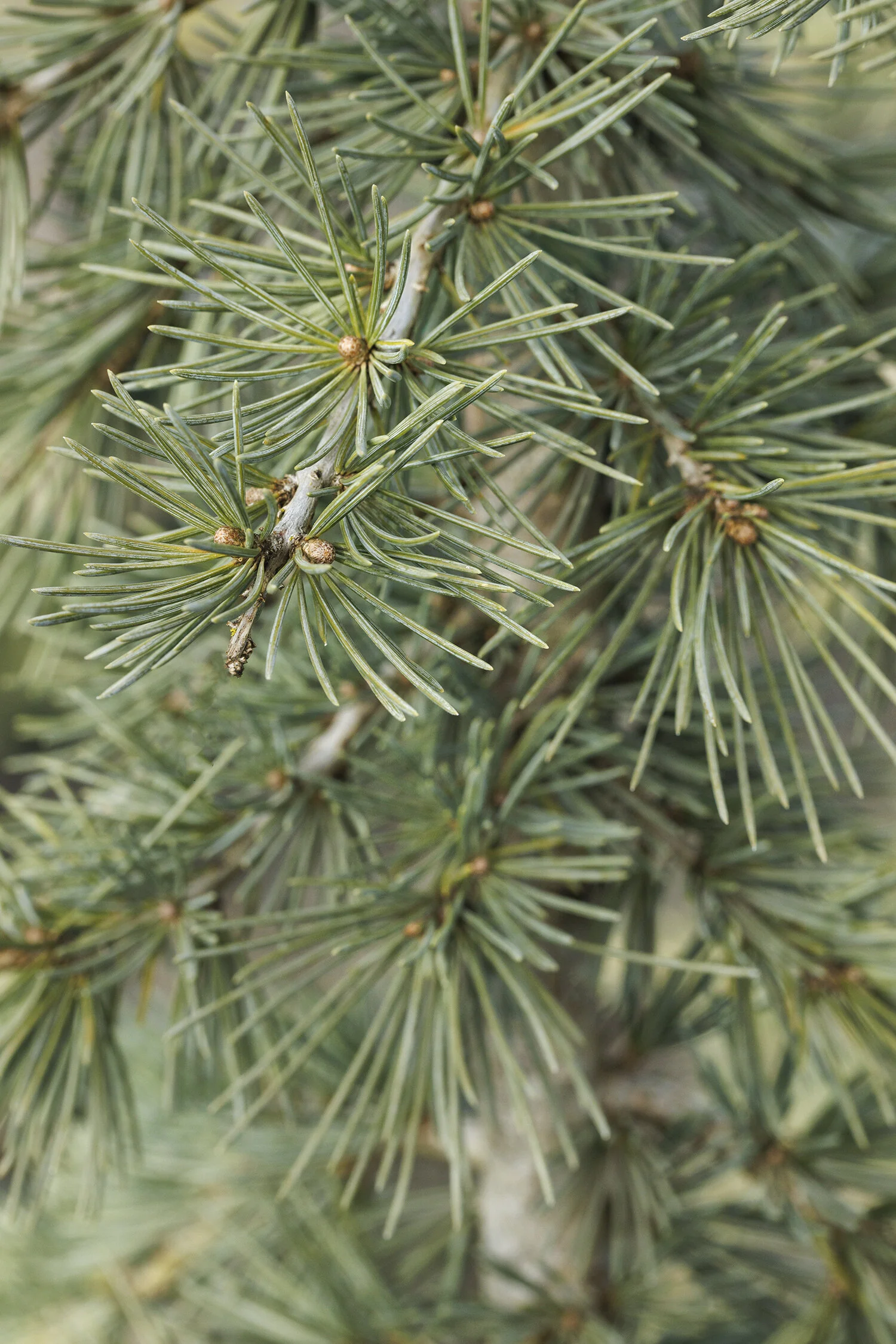 Karl Fuchs Himalayan Cedar