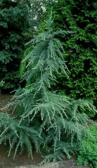 Karl Fuchs Himalayan Cedar 2 Karl Fuchs Himalayan Cedar