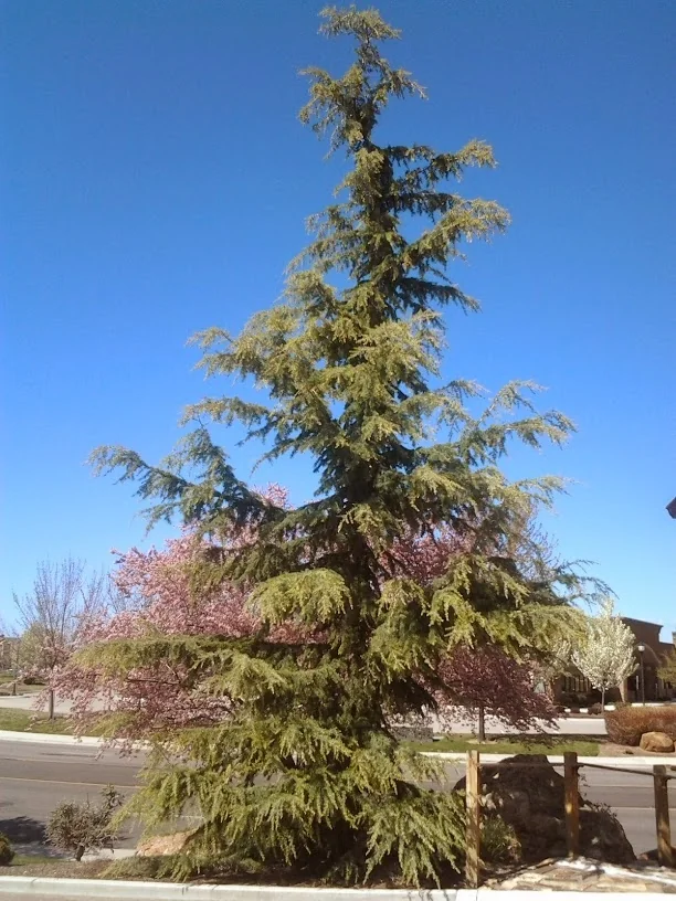 Karl Fuchs Himalayan Cedar 3 Karl Fuchs Himalayan Cedar