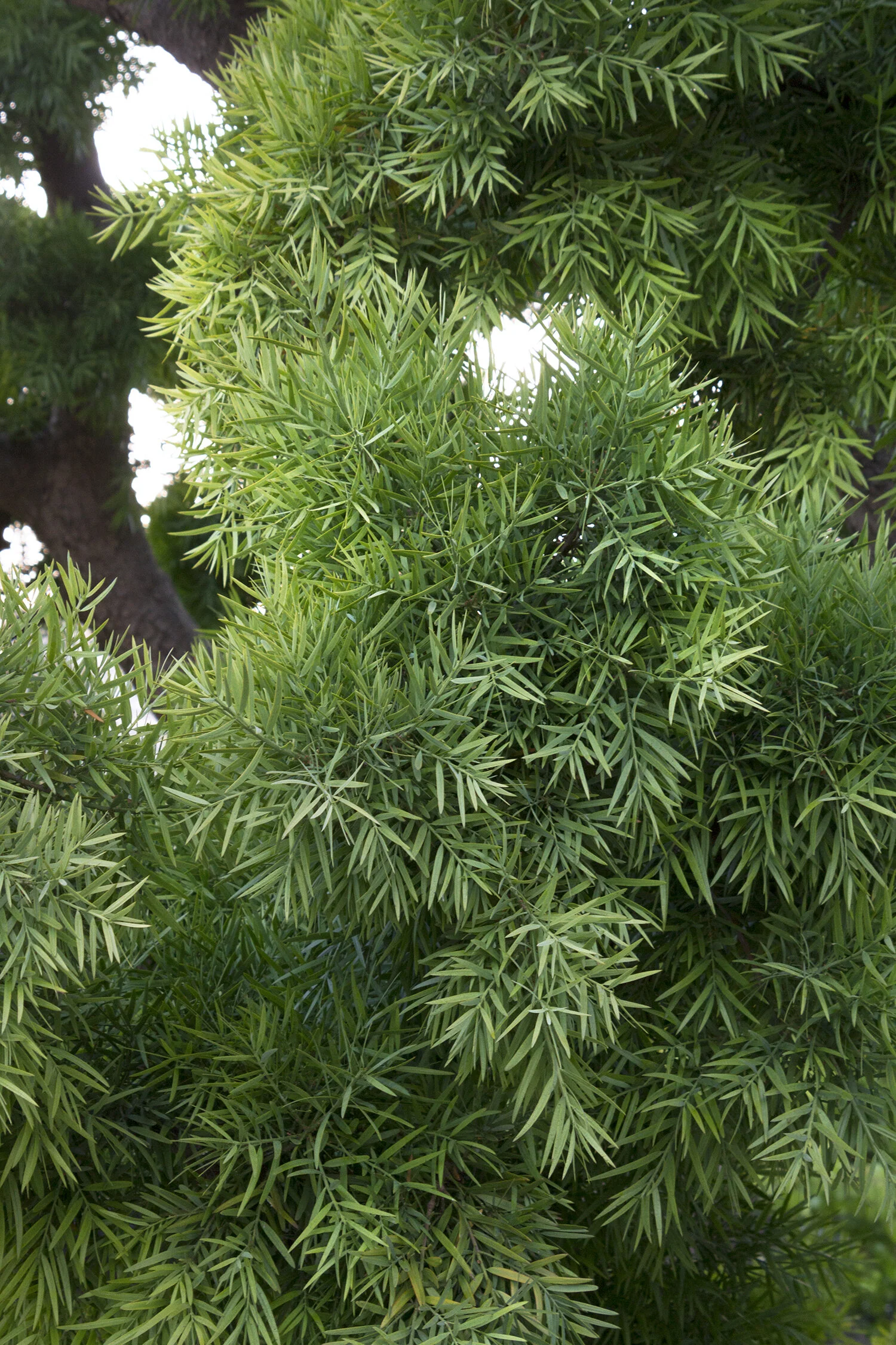 Fern Podocarpus 10 Fern Podocarpus