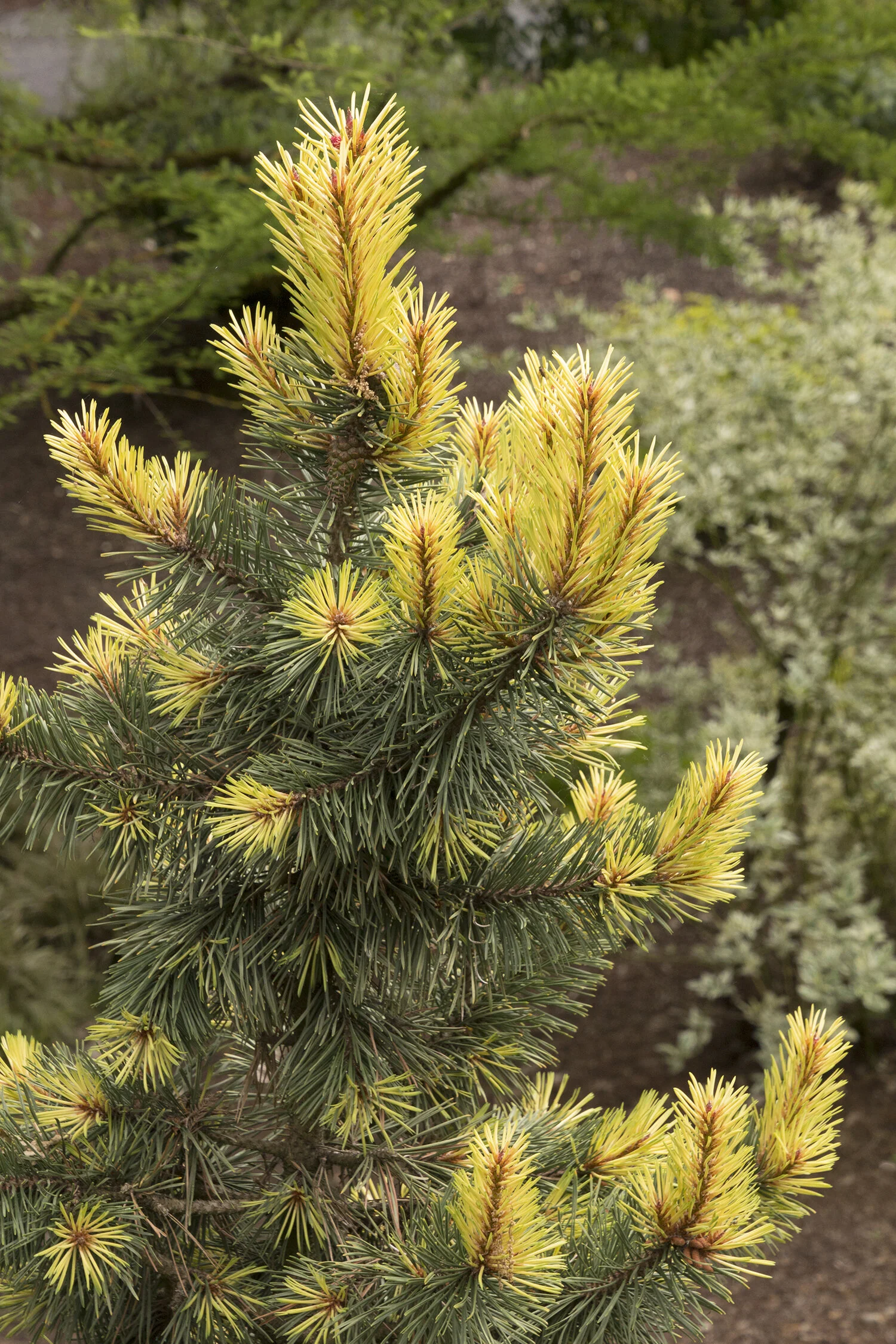 Taylor's Sunburst Lodgepole Pine