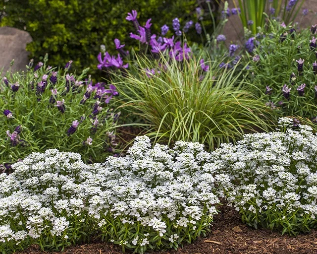 Snowsurfer™ Forte Candytuft 2 Snowsurfer™ Forte Candytuft