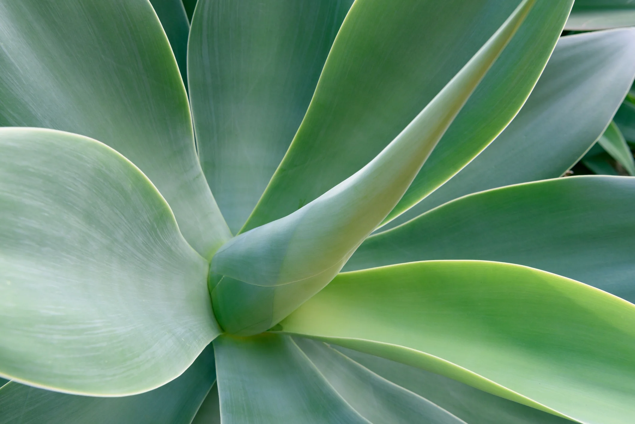 Blue Fantastic Agave